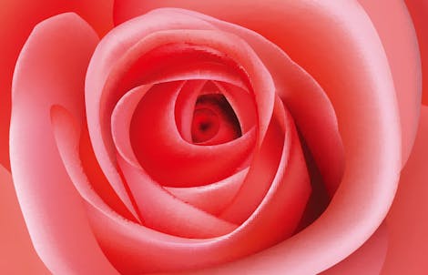 Close-up photograph of a rose representing thankfulness