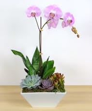 Orchids & Succulents