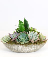 Succulents in Stone