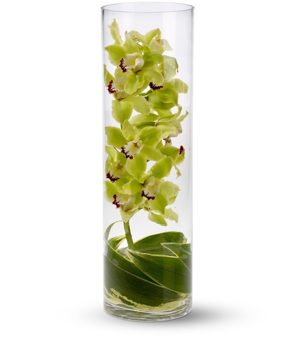 Orchids In Gl Cylinders Droughtrelief Org Cymbidium Orchids Del Mar Ti Leaves Tall Gl Cylinder