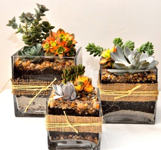 Succulent Terrariums San Diego, Succulent Garden San Diego, Succulents