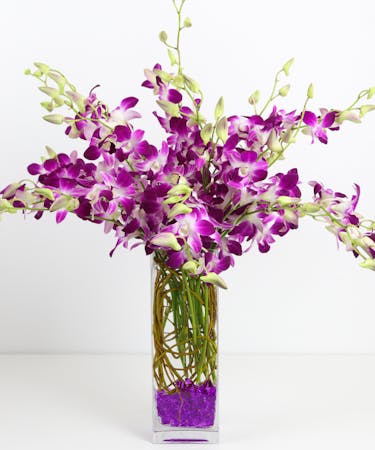 Dendrobium Orchid San Diego Dendrobium Orchids San Diego Orchids San Diego