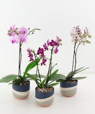 Cardiff Orchid Trio