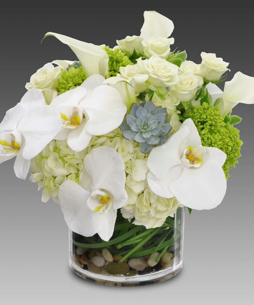 San Diego Phalaenopsis Orchids, San Diego Hydrangeas, San Diego