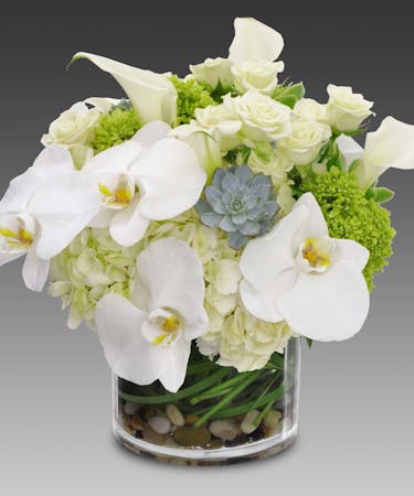 San Diego Phalaenopsis Orchids San Diego Hydrangeas San Diego Succulents San Diego White Roses San Diego Calla Lilies