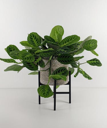 Prayer Plant in Stand