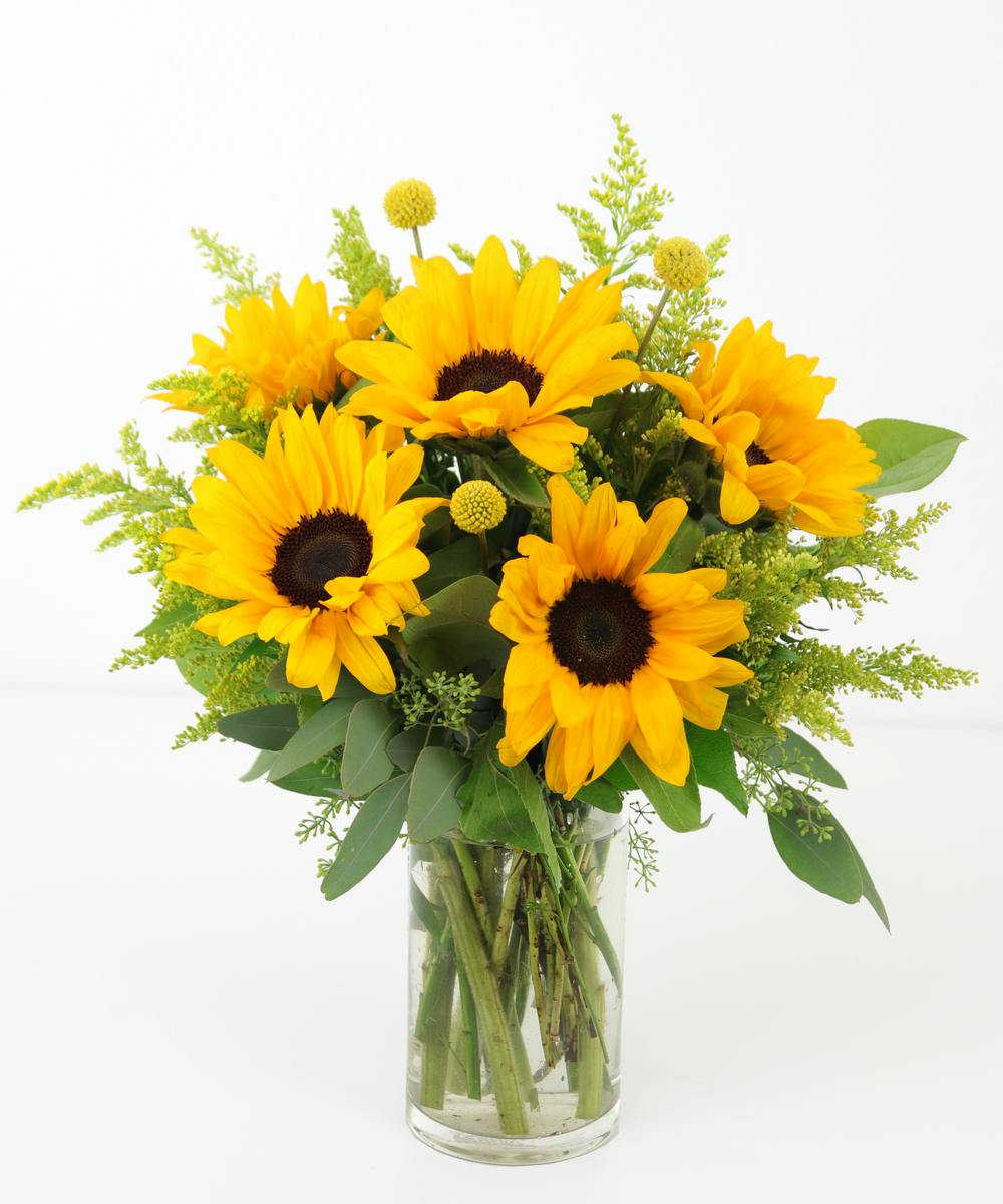 Sunflower Simplicity