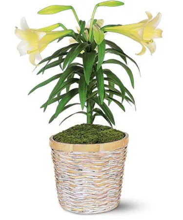 Easter Lily