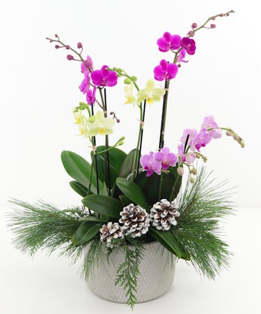 Winter Orchids and Pine