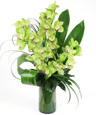 Saint Patrick's Day Products Green Plant