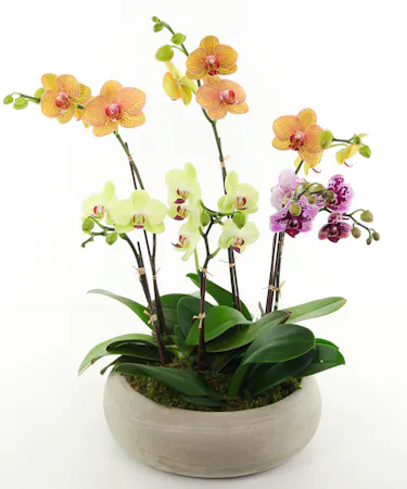 Mother's Day Plants
