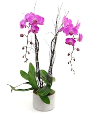 Purple Phaleonopsis Orchid