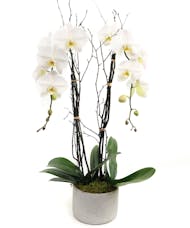White Phaleonopsis Orchid