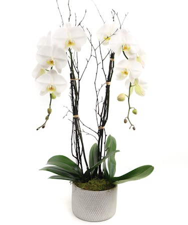 White Phaleonopsis Orchid