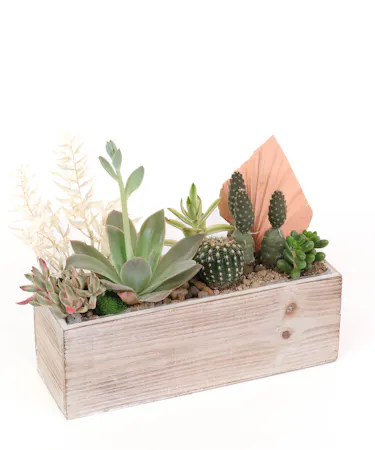 Allen's flowers succulents