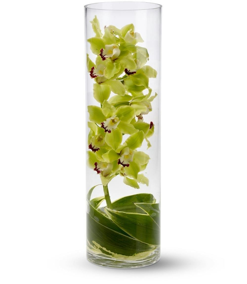 Cymbidium Orchids Del Mar Ti Leaves Del Mar Tall Glass Cylinder